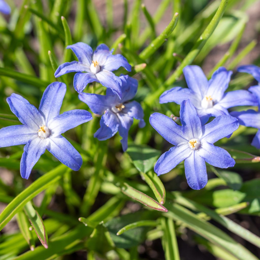 Chionodoxa sardensis - Gloria della Neve