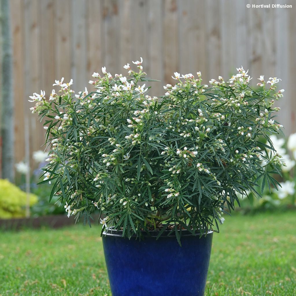 Choisya Little Bee - Arancio messicano