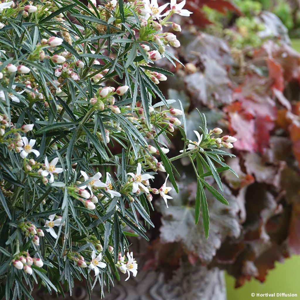 Choisya Little Bee - Arancio messicano