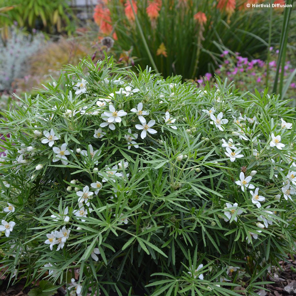 Choisya Little Bee - Arancio messicano