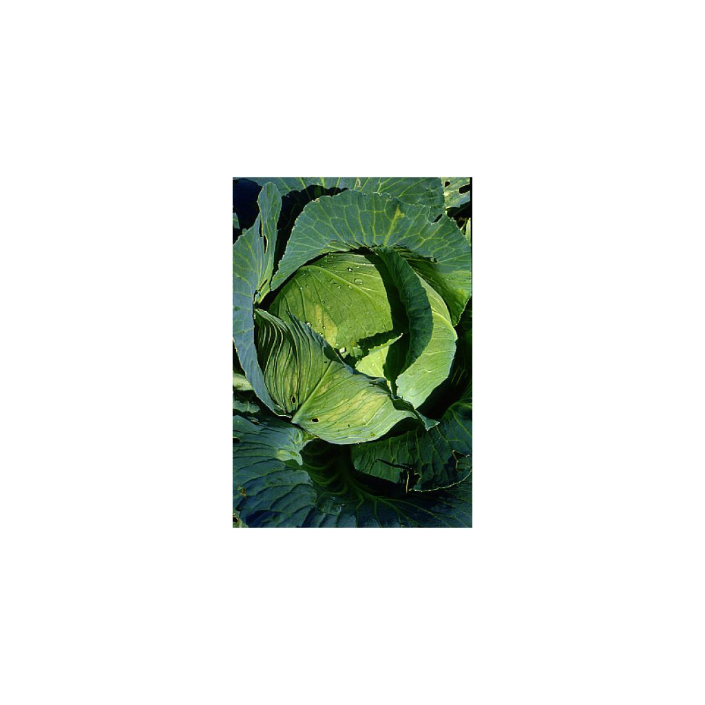 Cavolo cappuccio Quintal d'Alsace