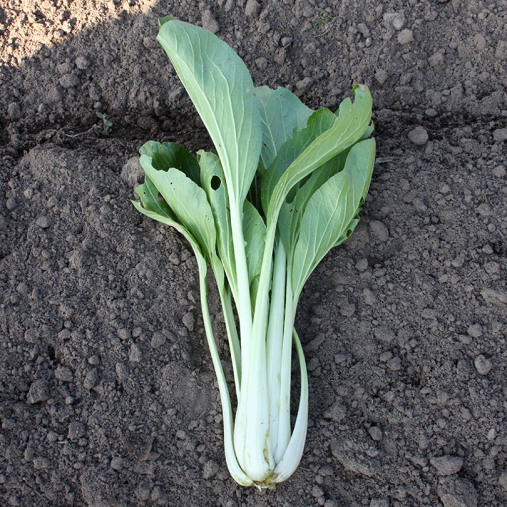 Cavolo cinese Pak Choi Taï Saï BIO