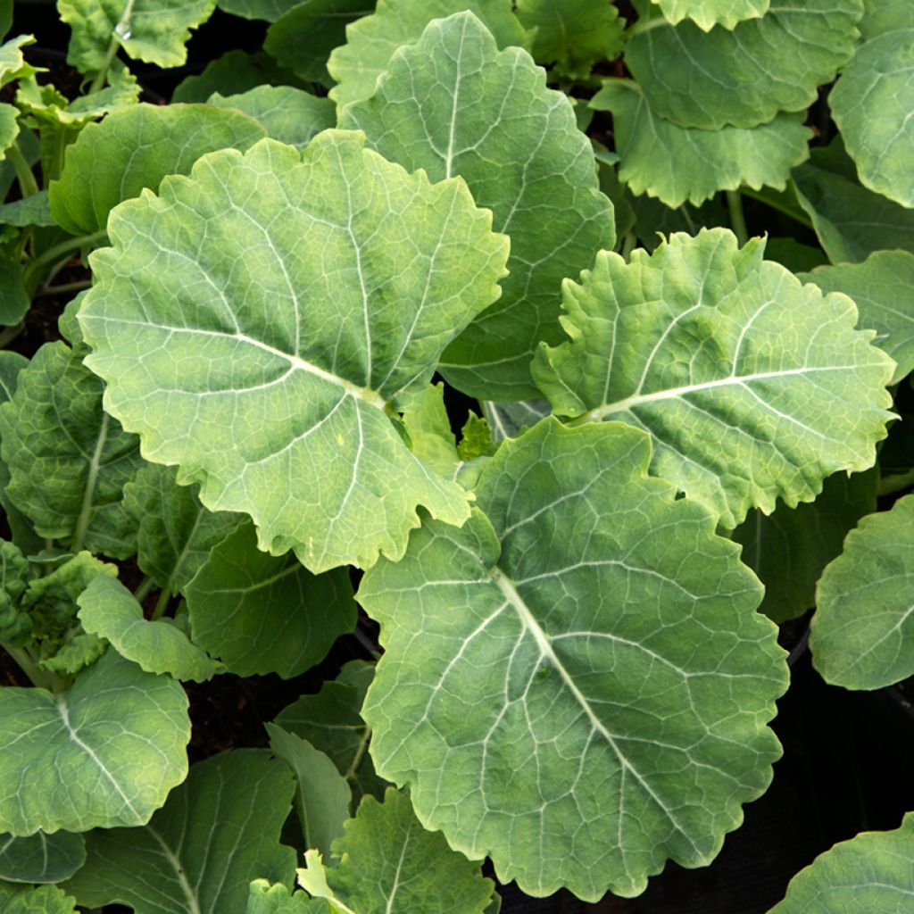 Cavolo perenne Daubenton's Green (piantine)