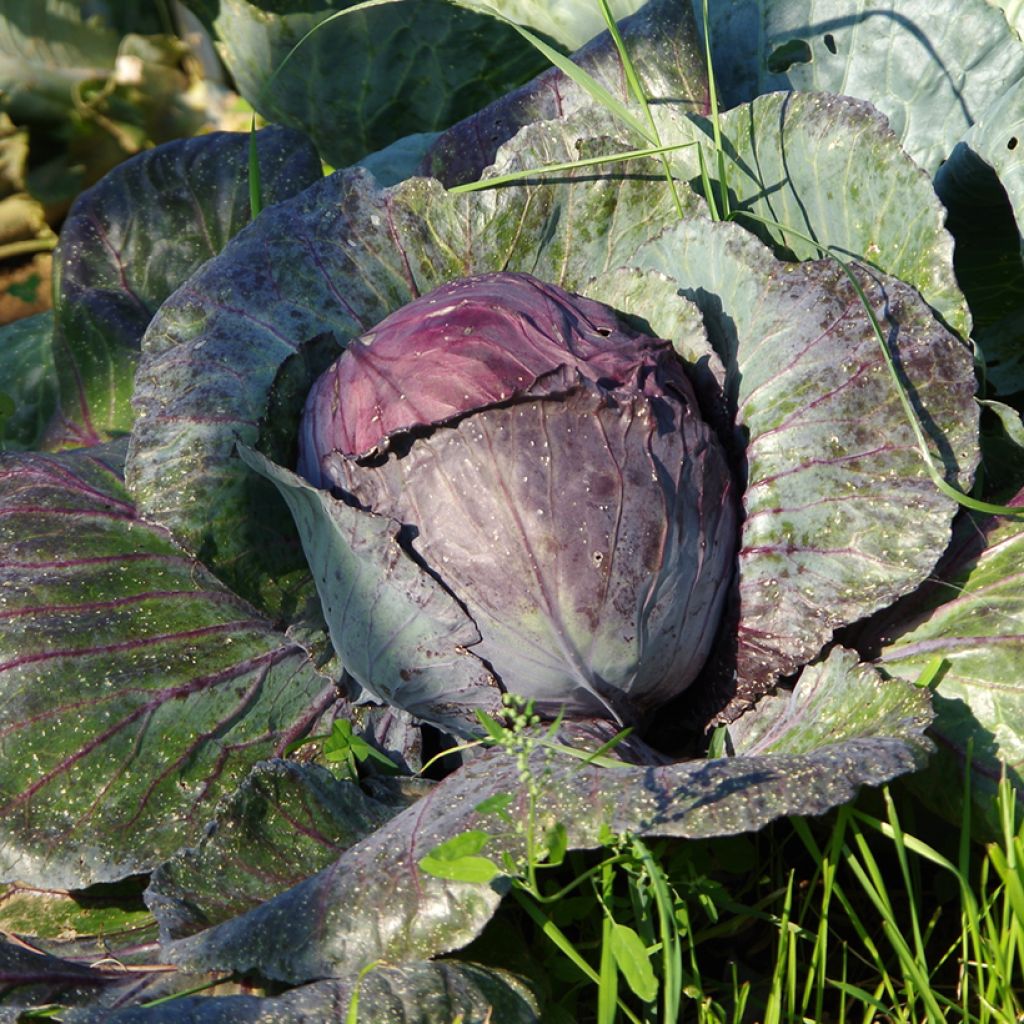 Cavolfiore Buscaro