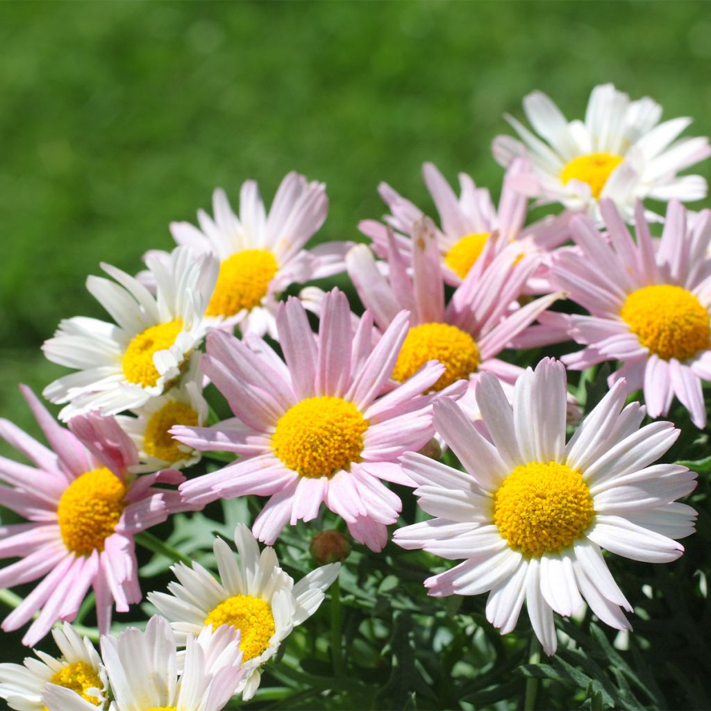 Chrysanthemum arcticum Roseum - Crisantemo