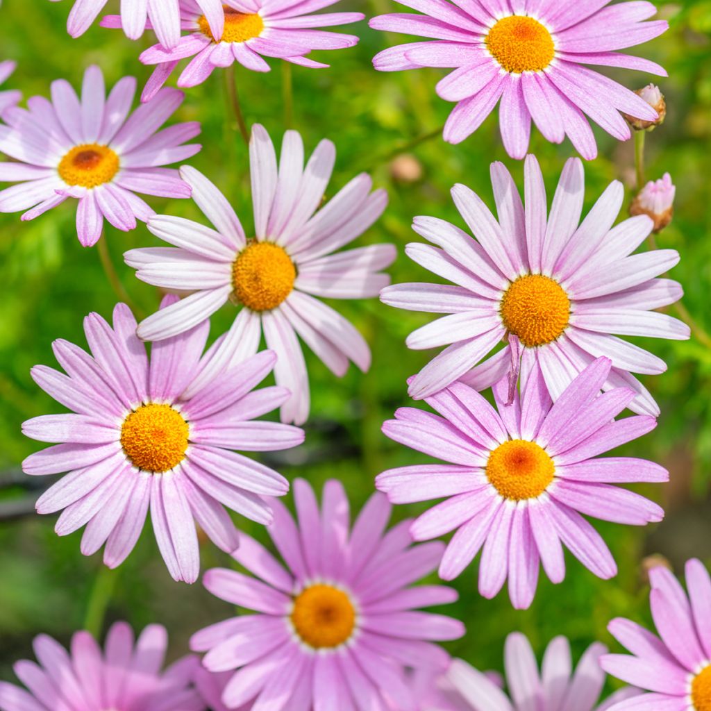 Chrysanthemum arcticum Roseum - Crisantemo