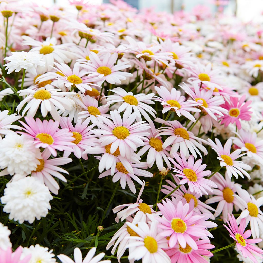 Chrysanthemum arcticum Roseum - Crisantemo