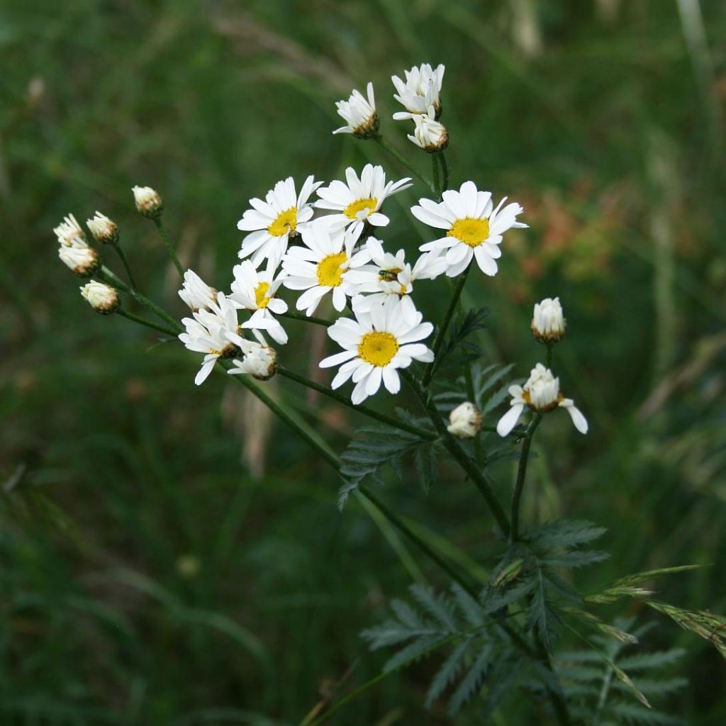 Tanacetum corymbosum - Erba-amara dei boschi