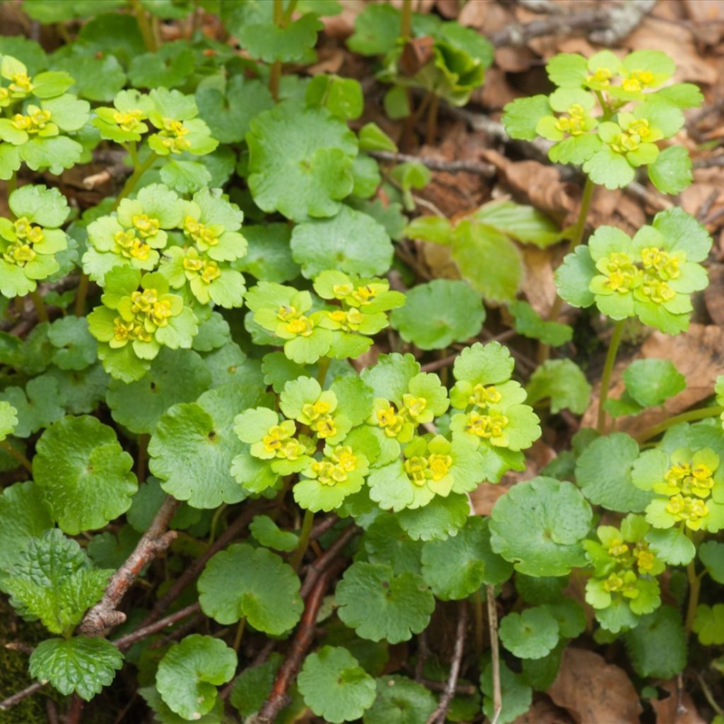 Chrysosplenium alternifolium - Erba-milza comune
