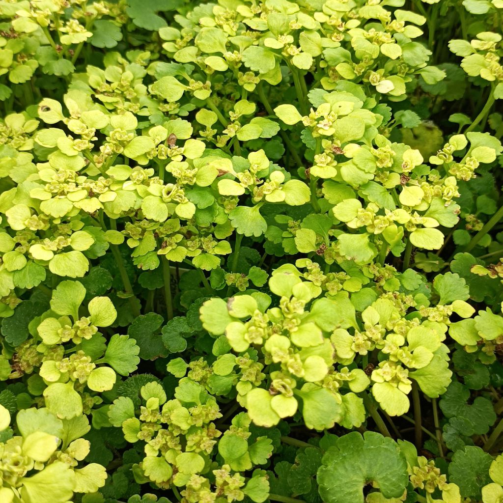 Chrysosplenium alternifolium - Erba-milza comune