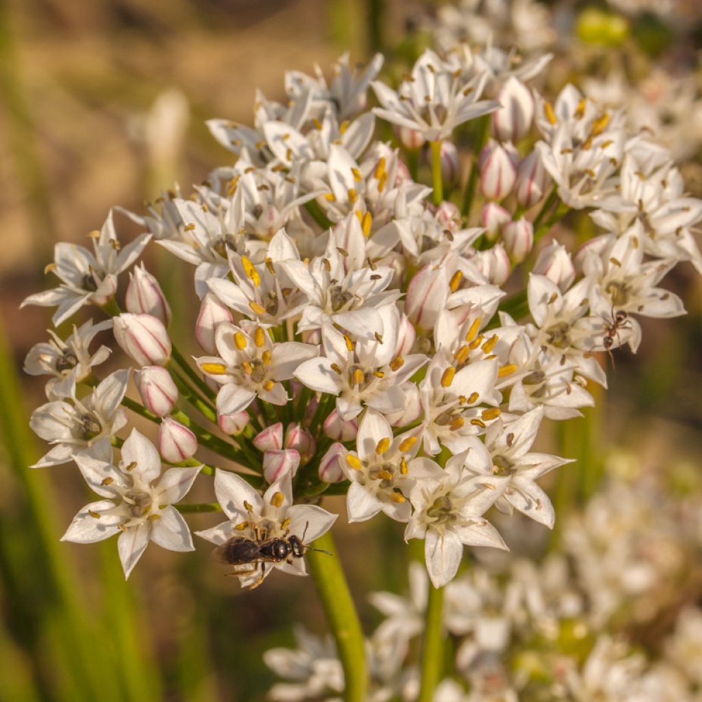 Aglio cinese - Allium ramosum