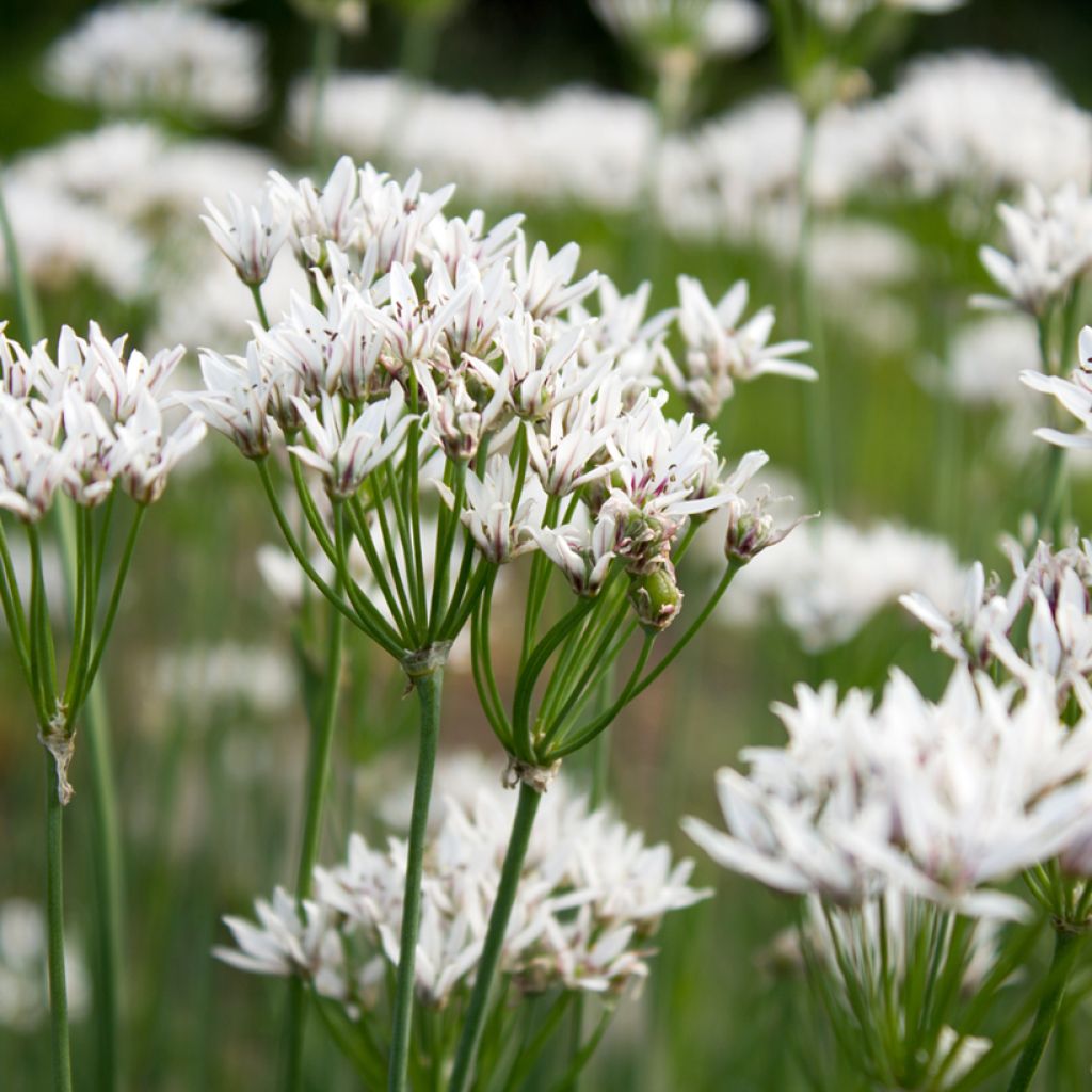Aglio cinese - Allium ramosum