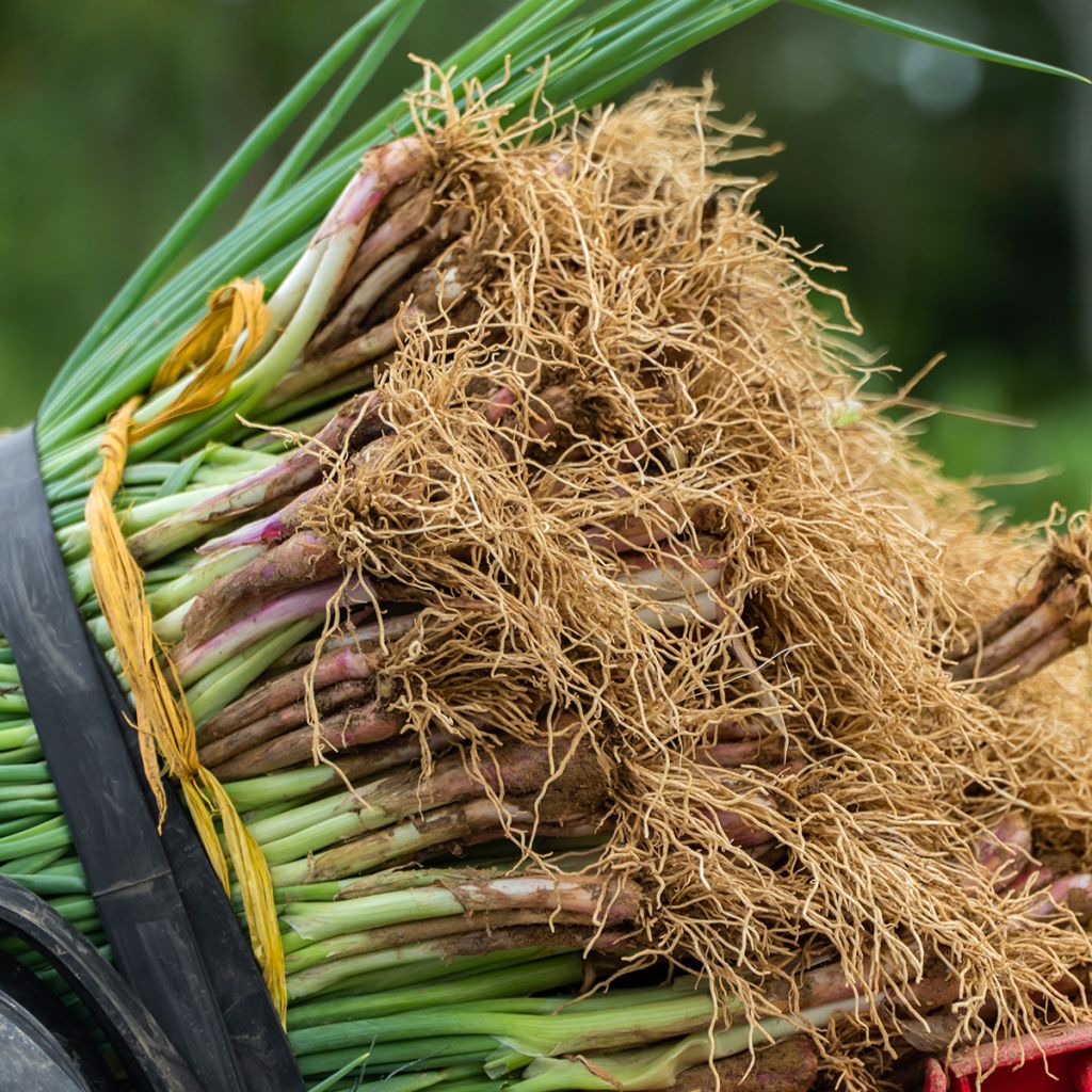 Cipolla d'inverno Rosso (semi)