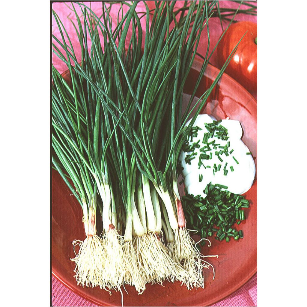 Erba cipollina - Allium schoenoprasum