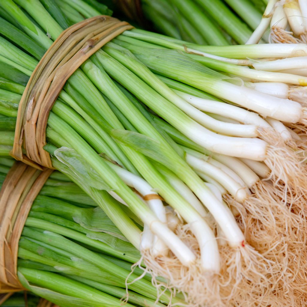 Aglio cinese BIO (semi)