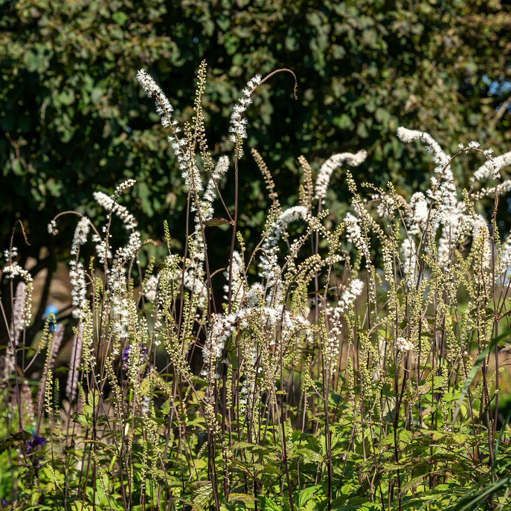 Cimicifuga simplex Atropurpurea - Actaea
