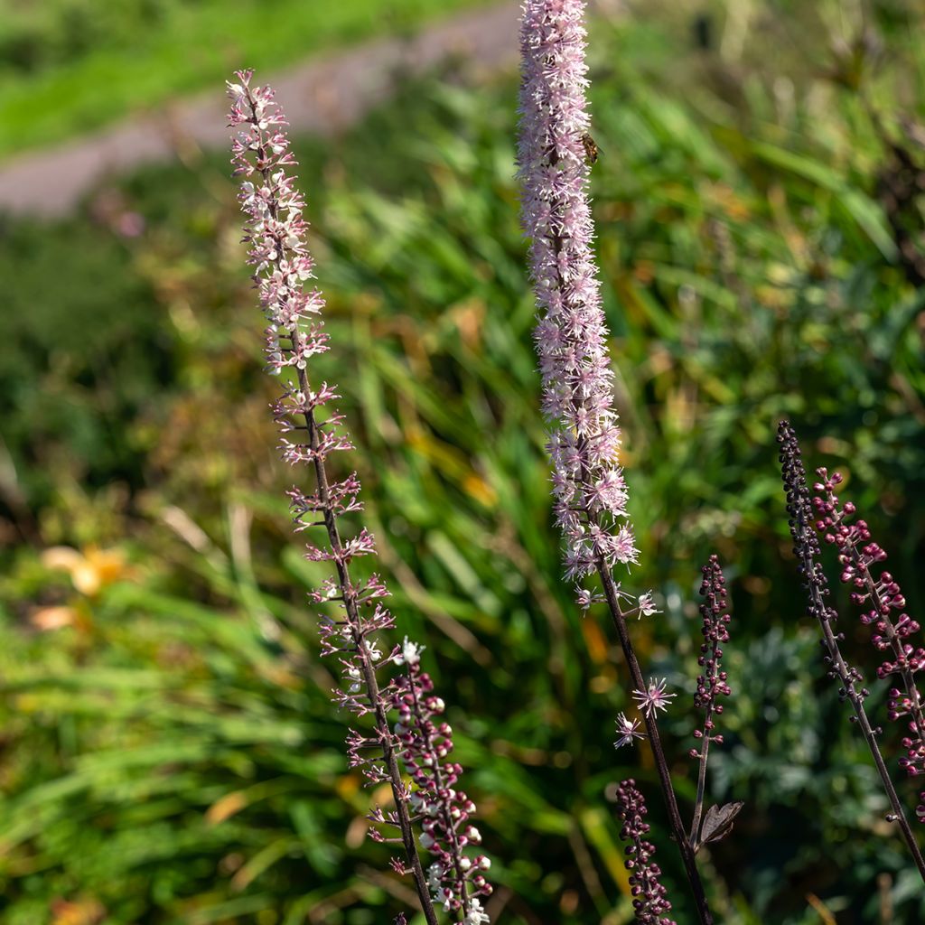 Cimicifuga simplex Atropurpurea - Actaea
