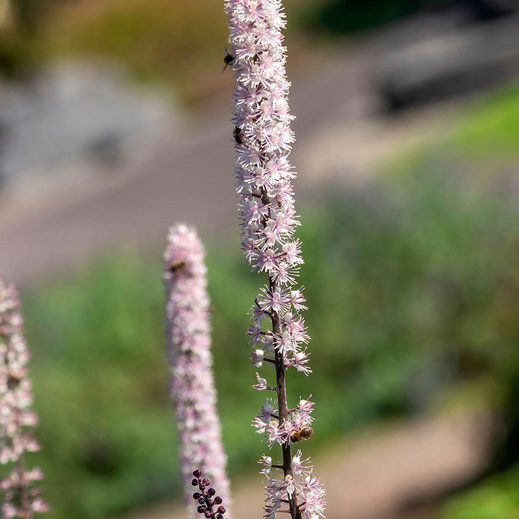 Cimicifuga simplex Atropurpurea - Actaea
