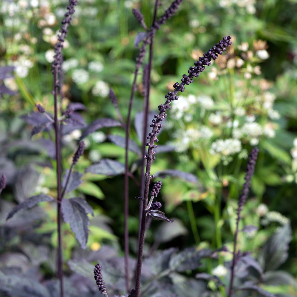 Cimicifuga simplex Brunette - Actaea