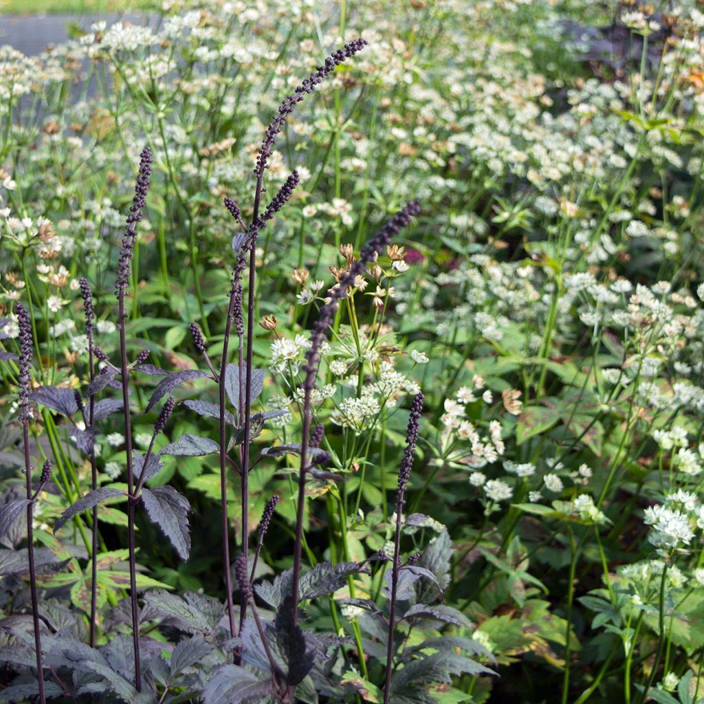 Cimicifuga simplex Brunette - Actaea