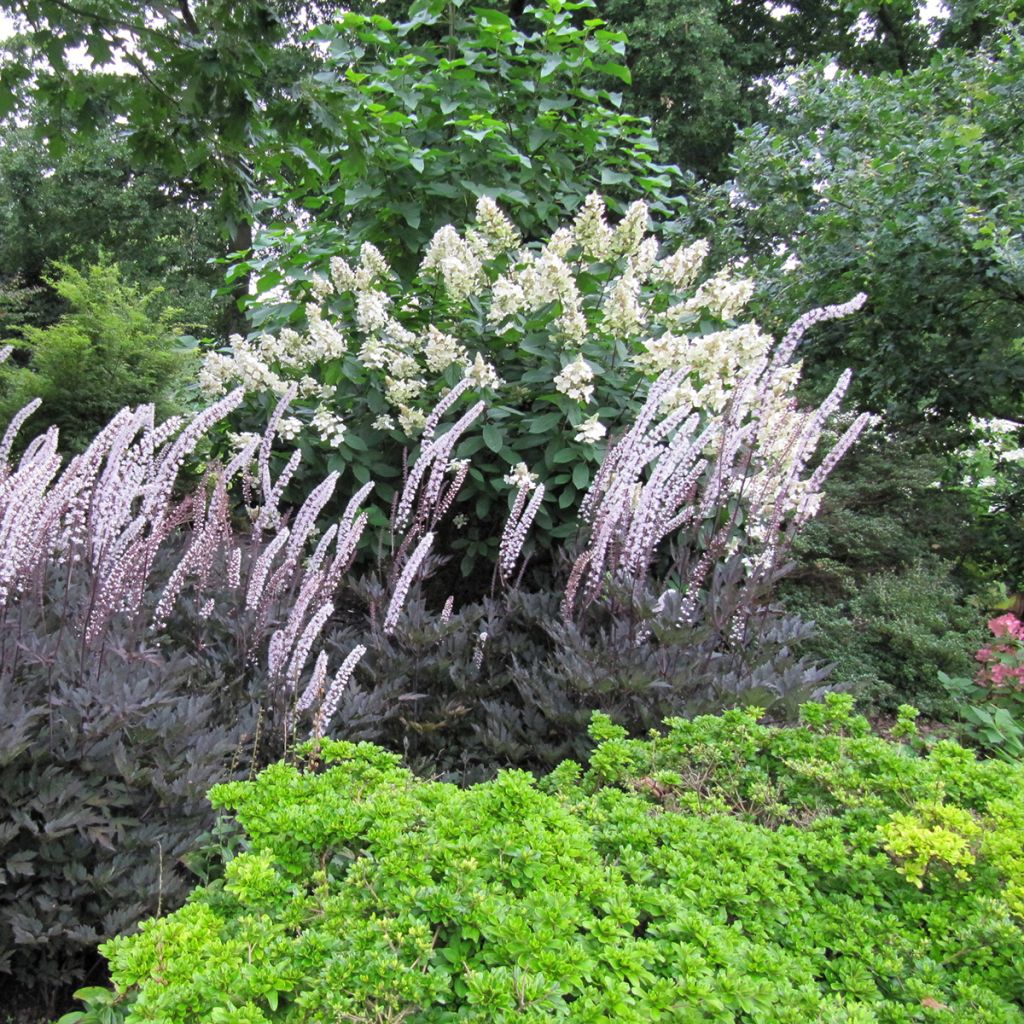 Cimicifuga simplex Brunette - Actaea