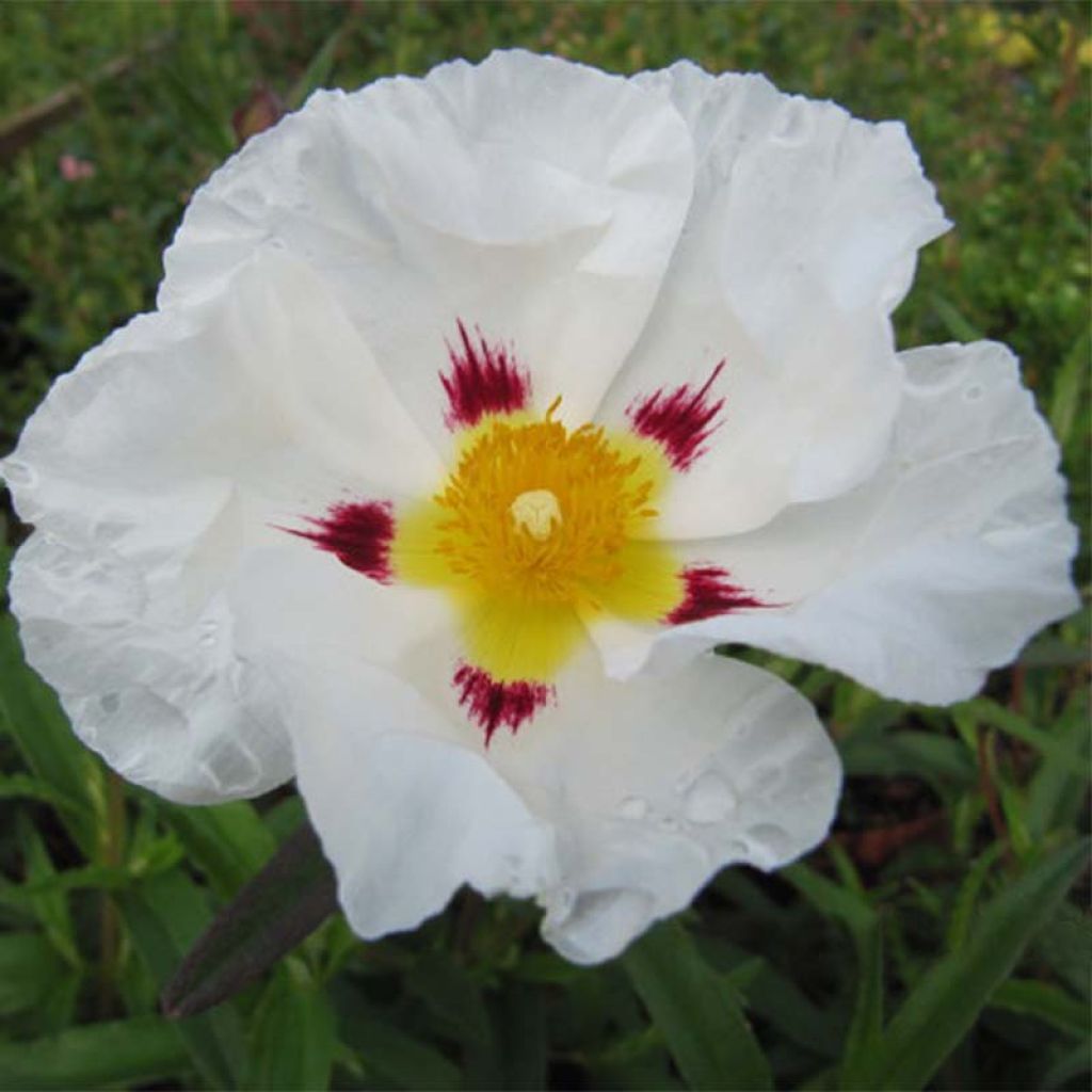 Cistus loretii - Cisto