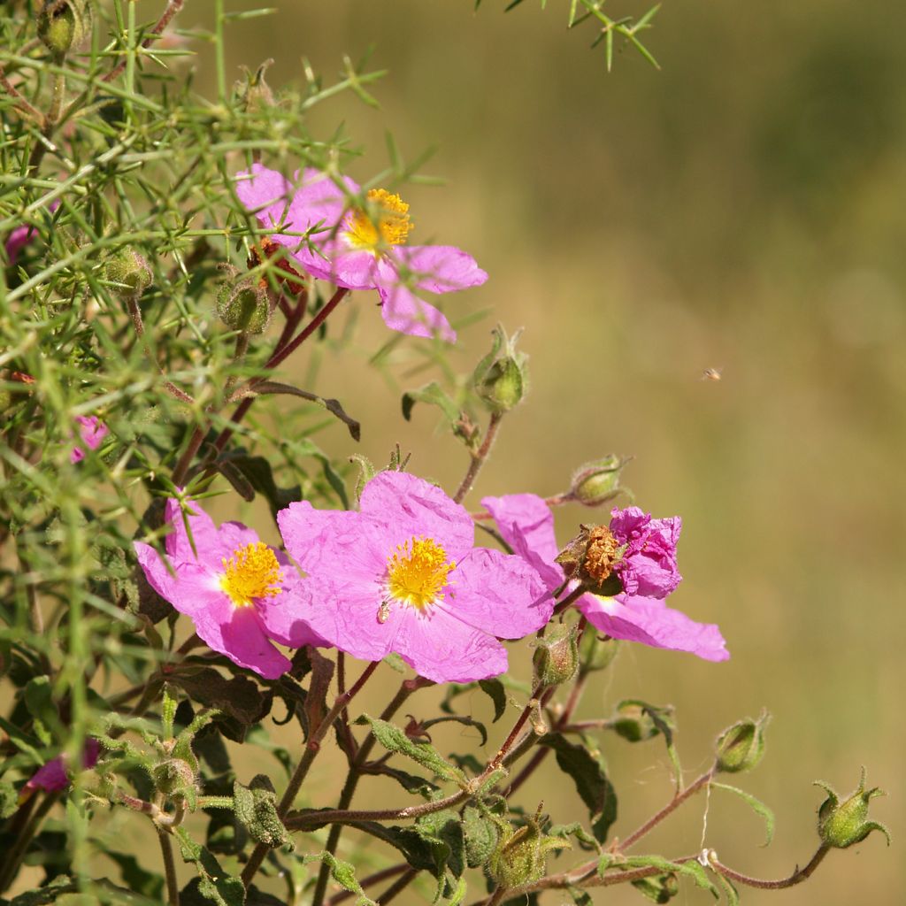 Cistus creticus - Cisto di Creta