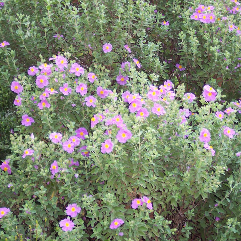 Cistus creticus - Cisto di Creta