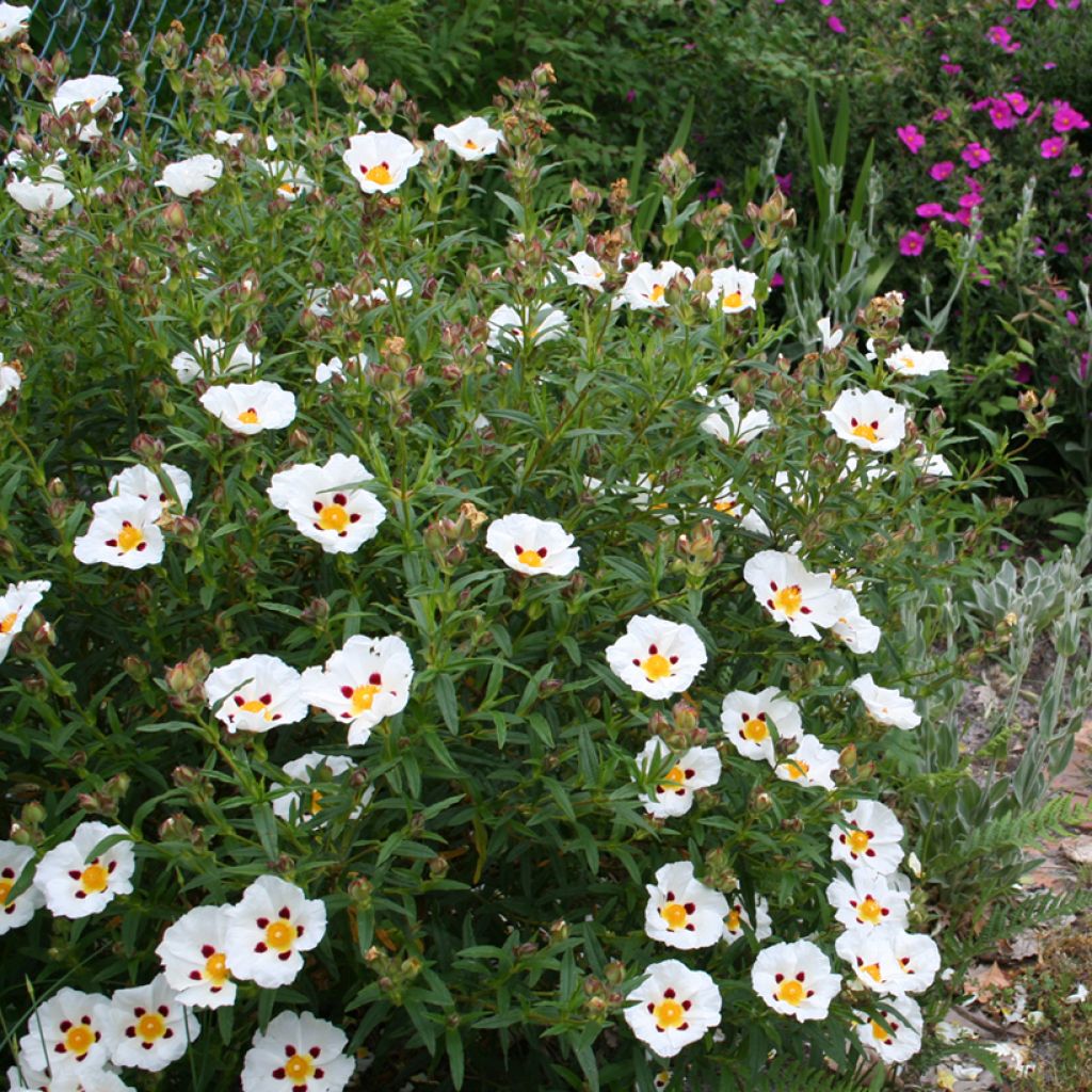 Cistus Jenkyn Place - Cisto