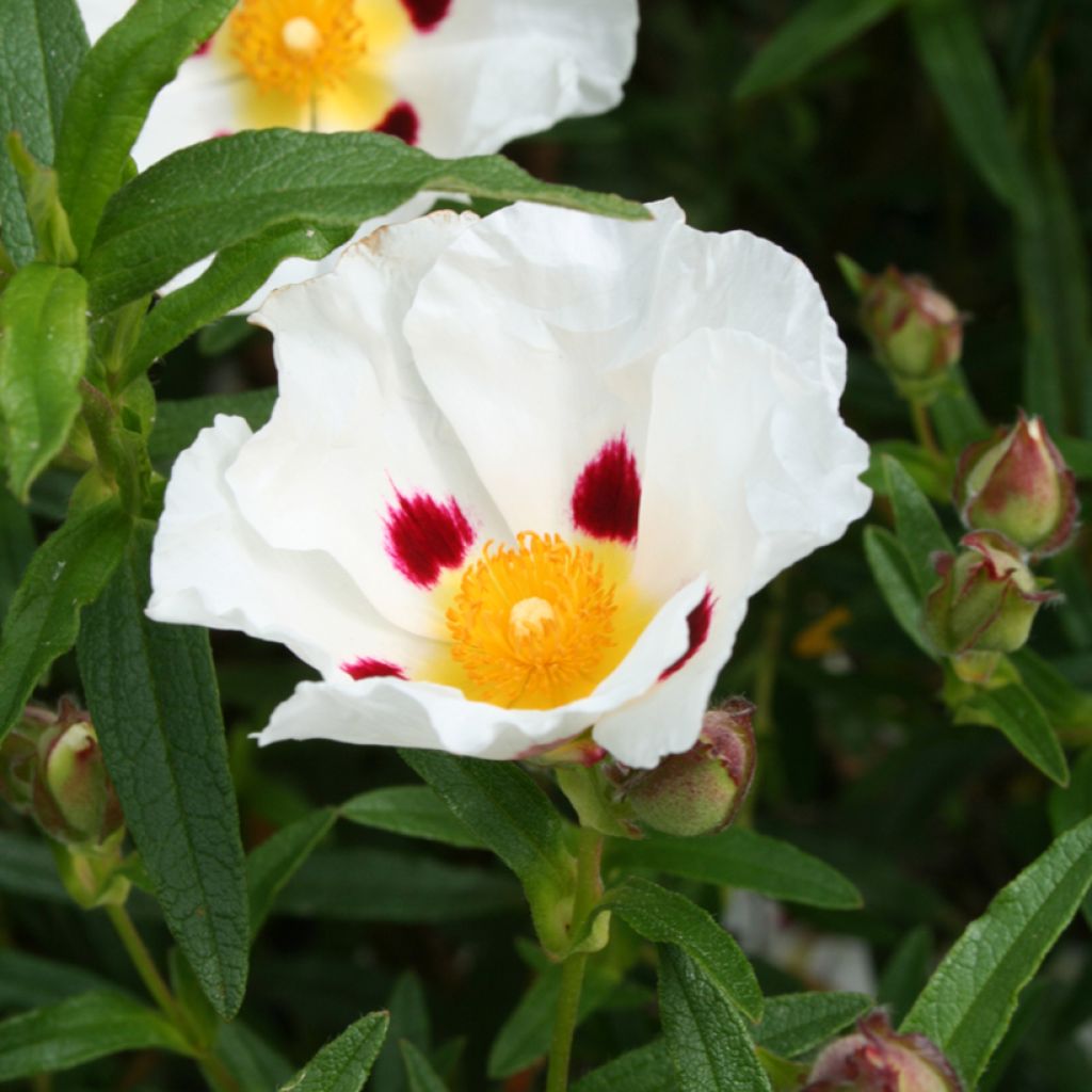 Cistus Jenkyn Place - Cisto