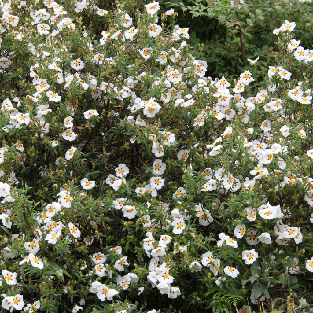 Cistus Jenkyn Place - Cisto