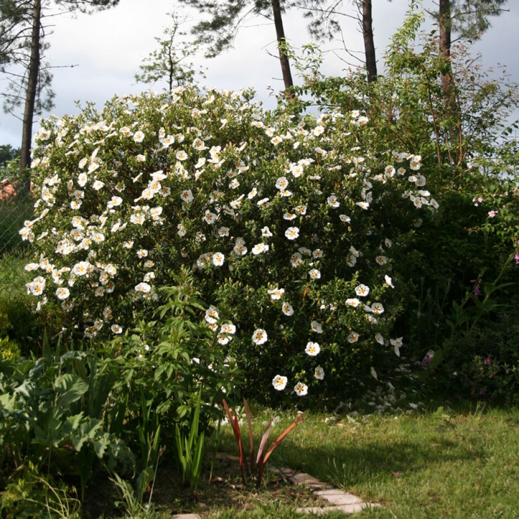 Cistus Jenkyn Place - Cisto