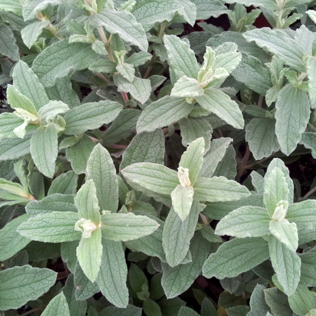 Cistus pulverulentus Sunset - Cisto