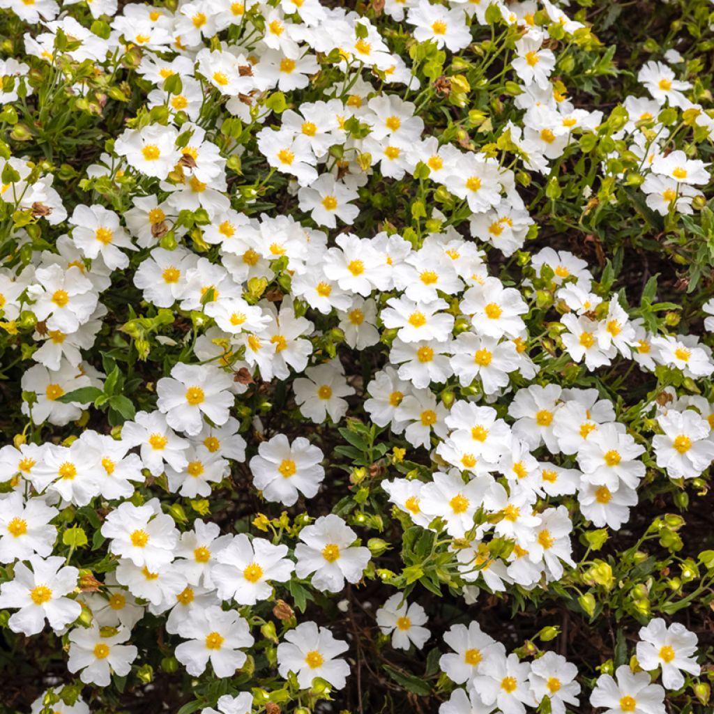 Cistus salviifolius - Cisto femmina