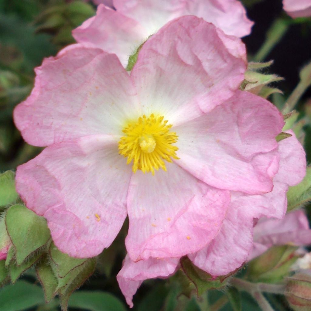 Cistus argenteus Silver Pink - Cisto