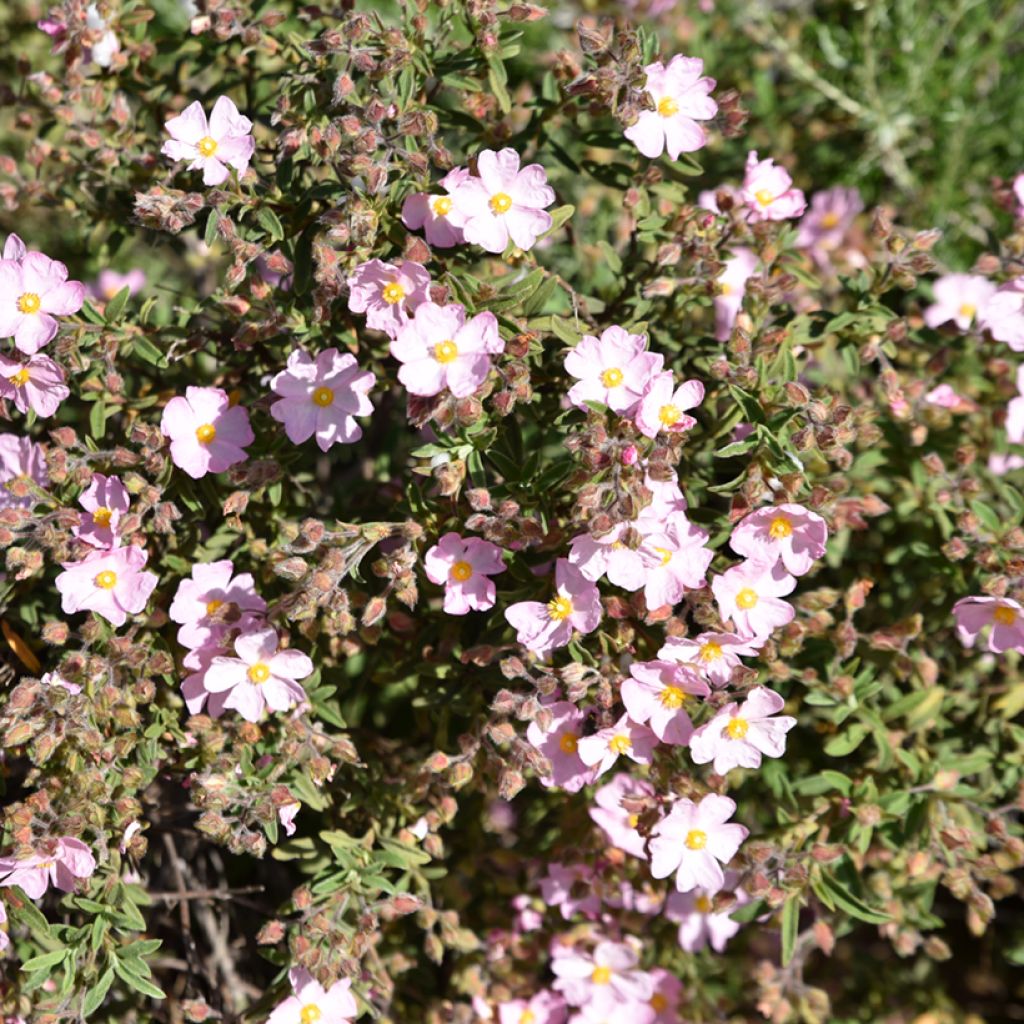 Cistus skanbergii - Cisto