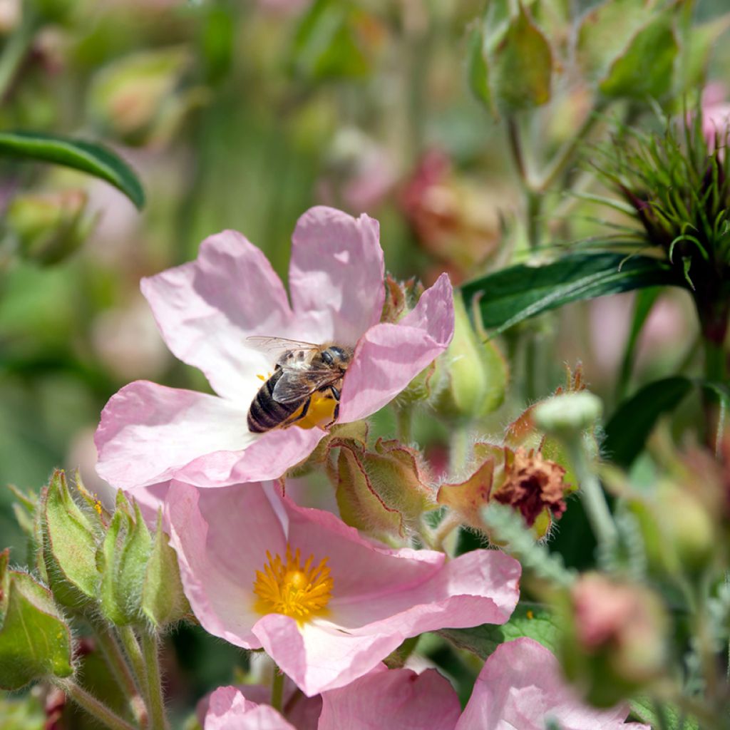 Cistus lenis Grayswood Pink - Cisto