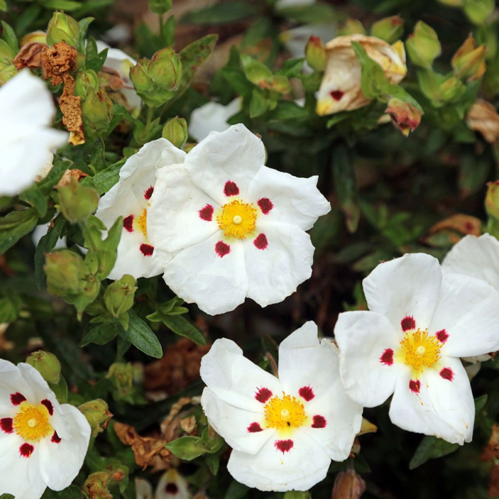 Cistus loretii - Cisto