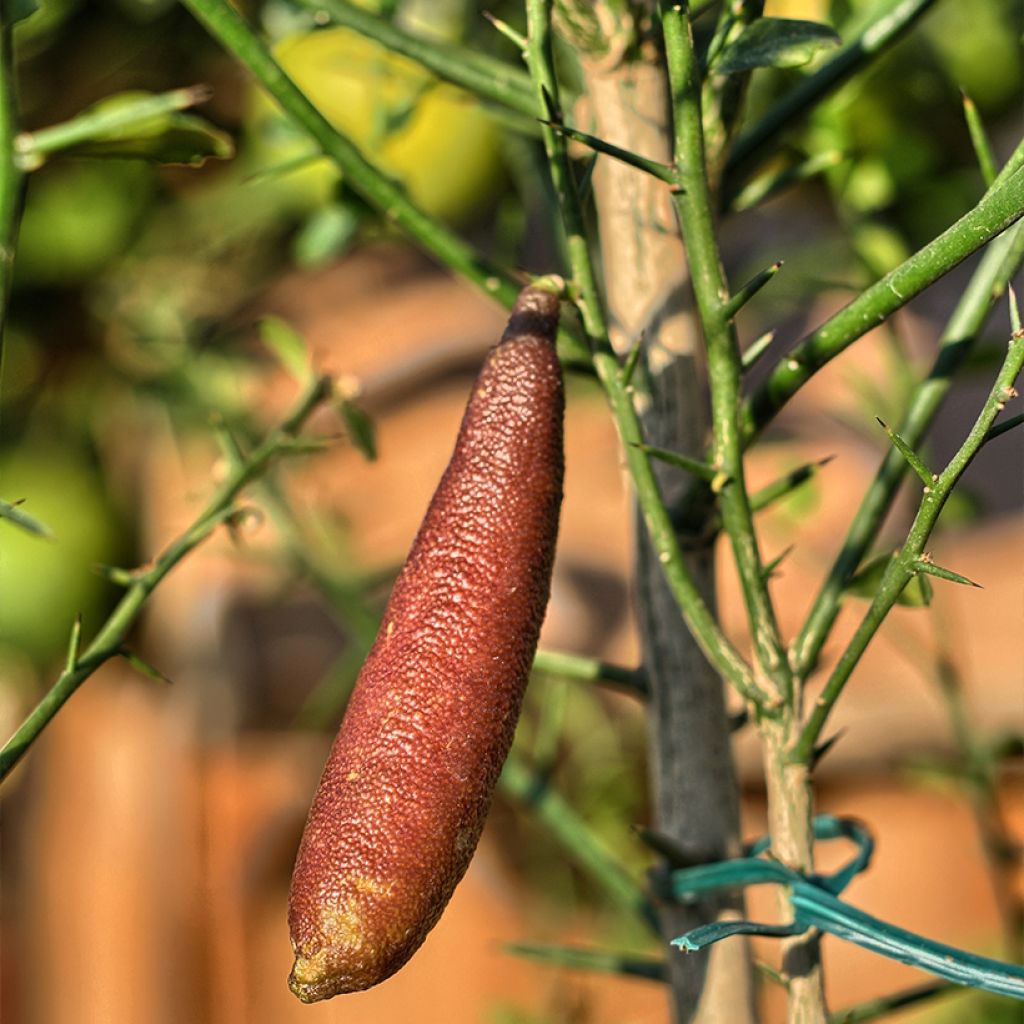 Microcitrus australasica Rose - Caviale di limone