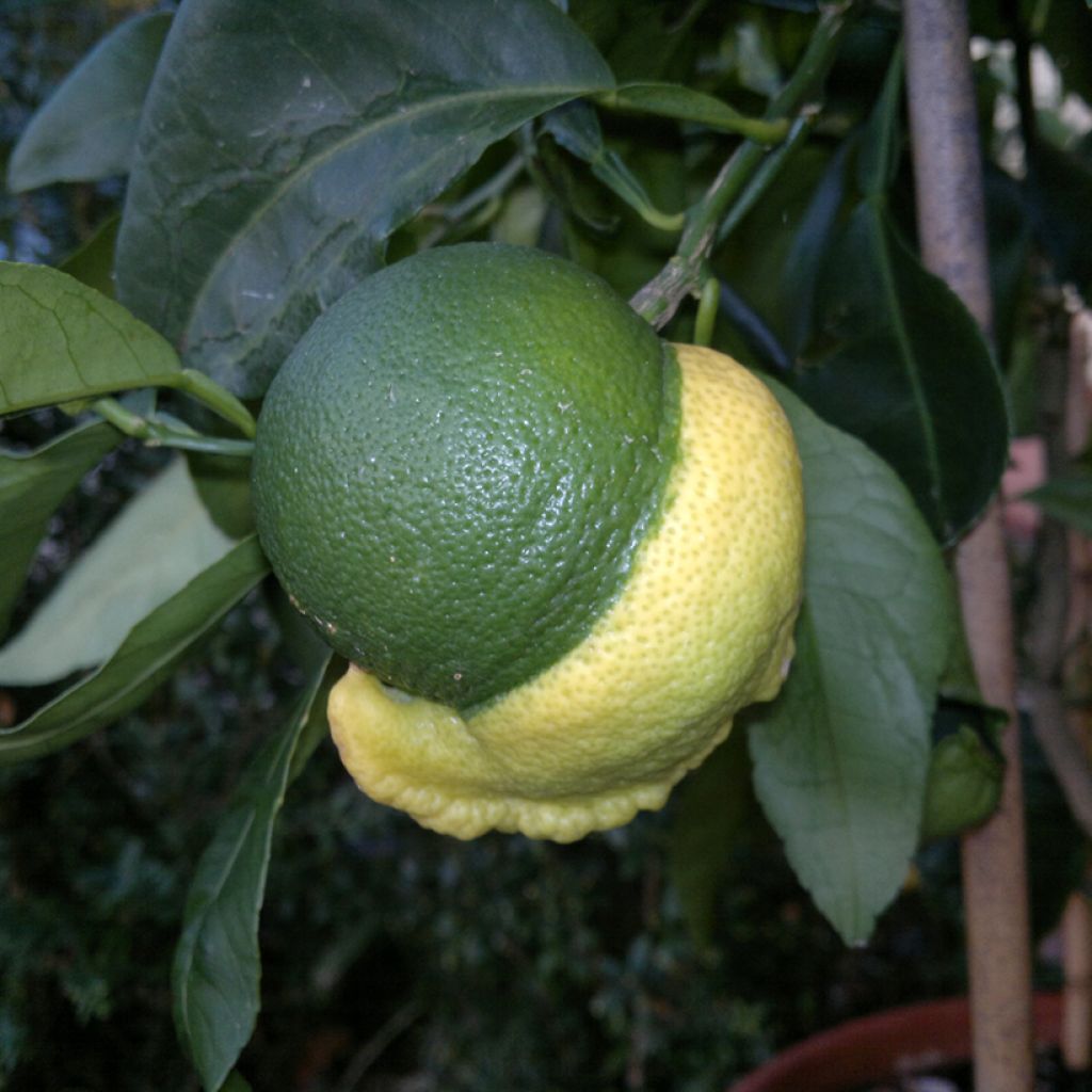 Arancio amaro Bizzaria