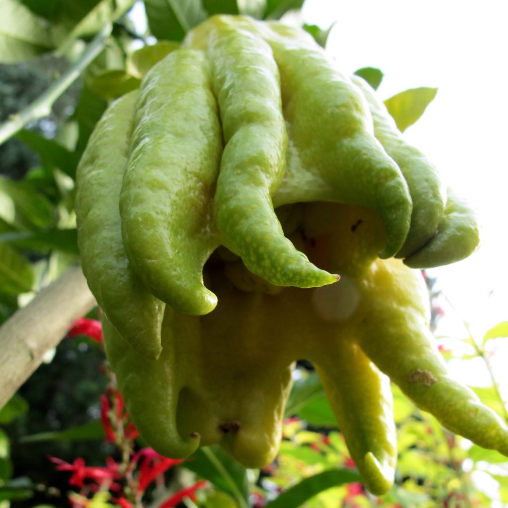 Citrus medica var. sarcodactylis - Cedro (agrume)