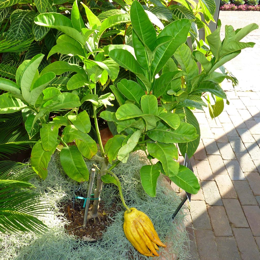 Citrus medica var. sarcodactylis - Cedro (agrume)