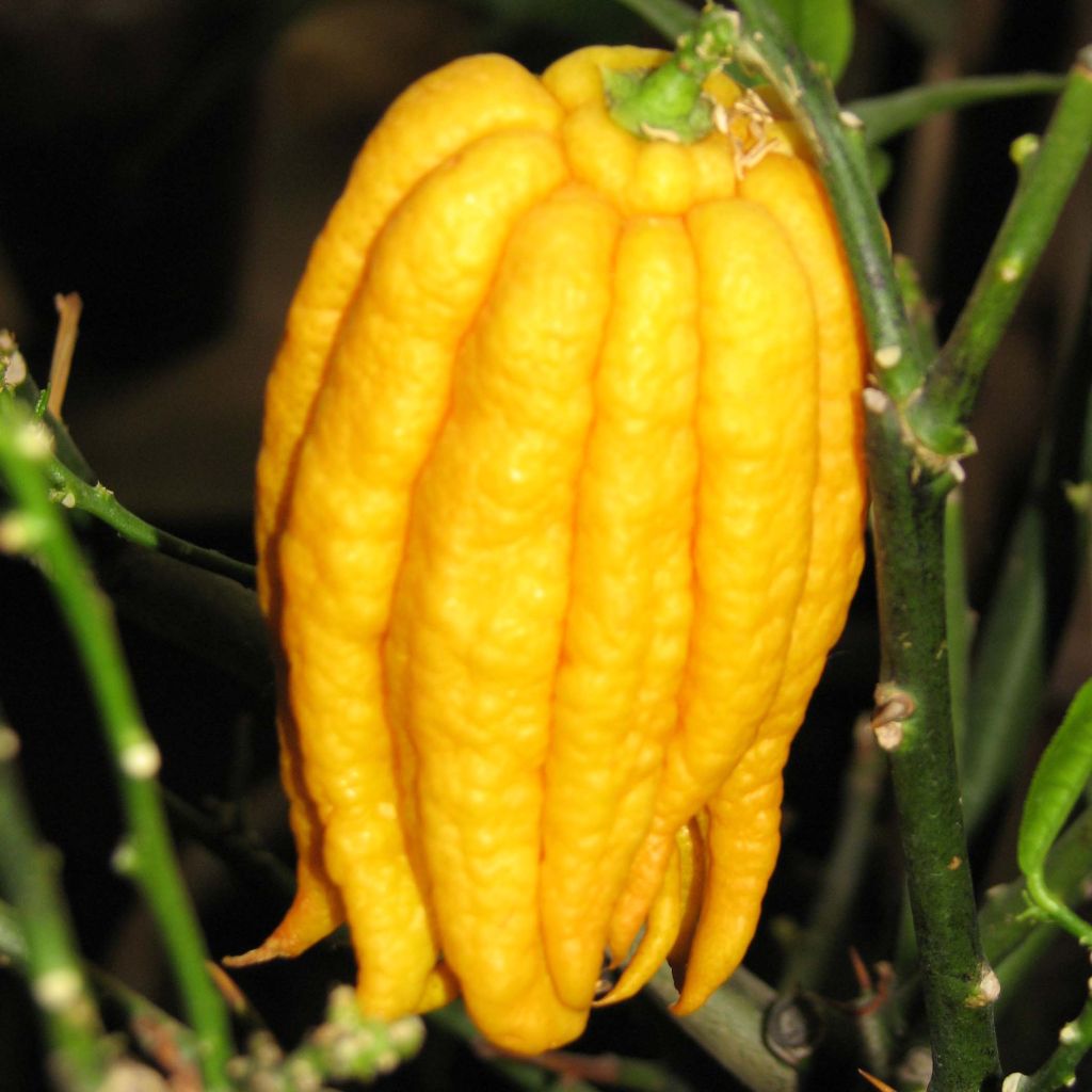 Citrus medica var. sarcodactylis - Cedro (agrume)