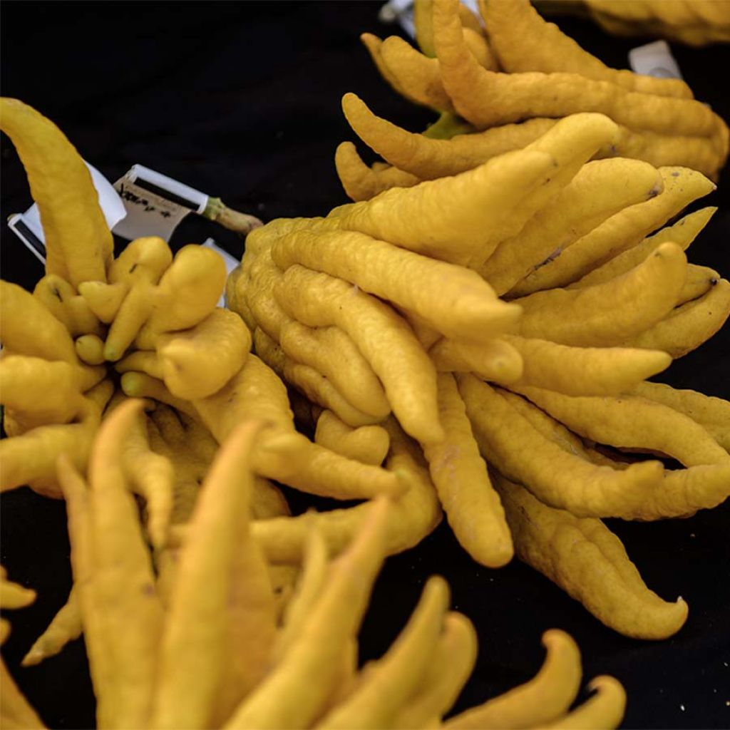 Citrus medica var. sarcodactylis - Cedro (agrume)