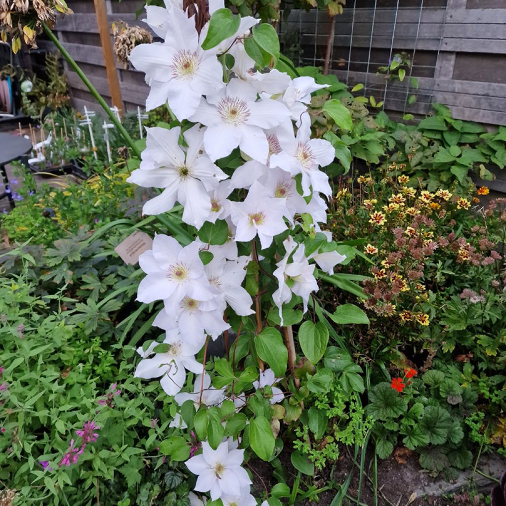 Clematis Guernsey Flute - Clematide