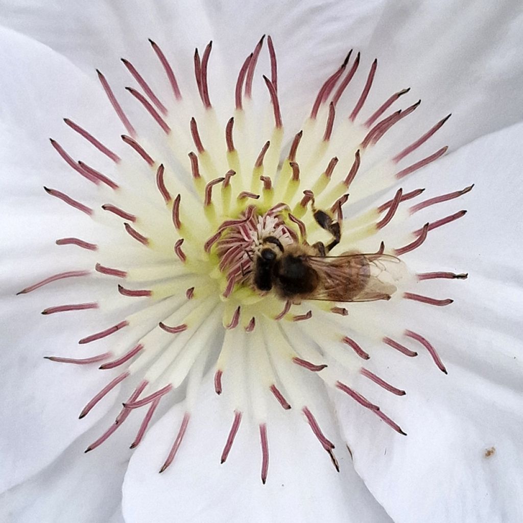Clematis Guernsey Flute - Clematide