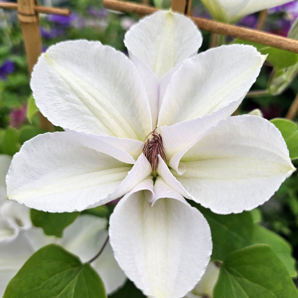 Clematis Guernsey Flute - Clematide