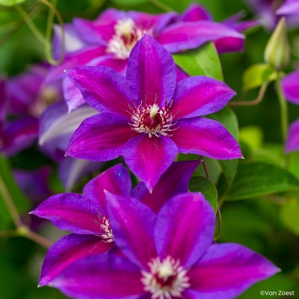 Clematis Have Fun - Clematide