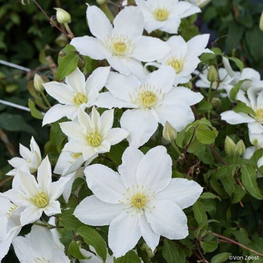 Clematis Madame Blanc - Clematide