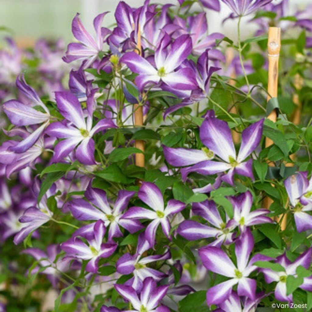 Clematis viticella Glorious Cloud - Clematide